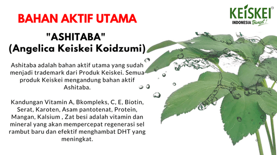 penumbuh rambut ashitaba